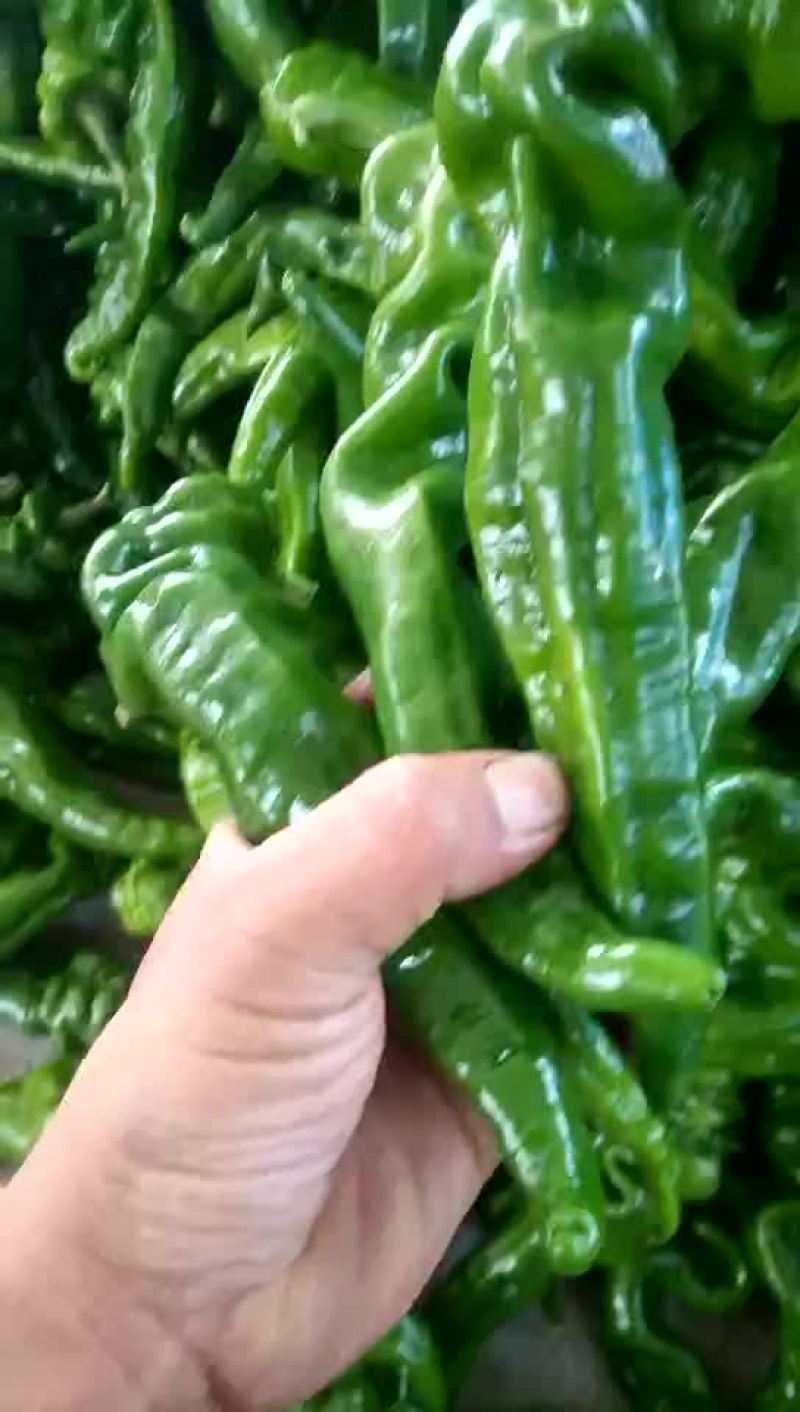 螺丝椒15~20厘米青中辣