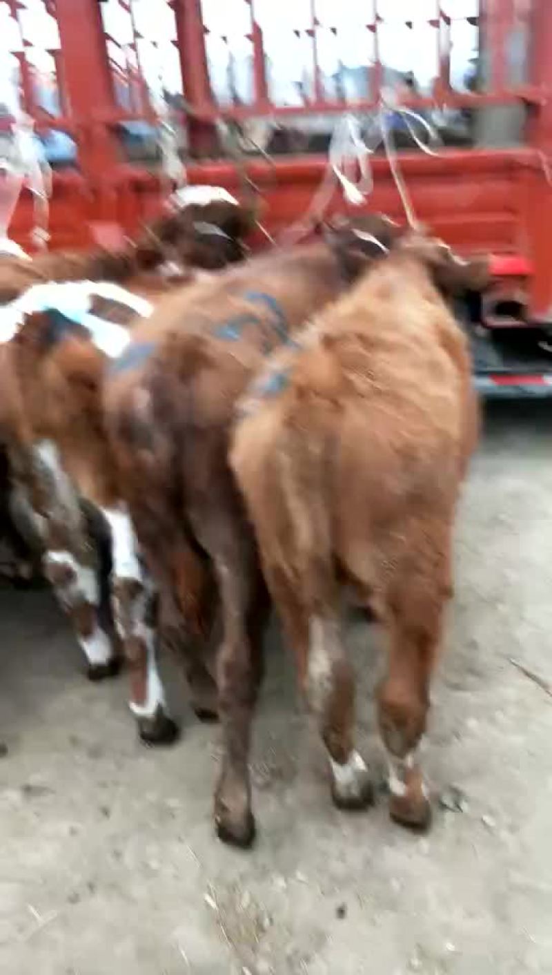 西门塔尔牛犊200~300kg