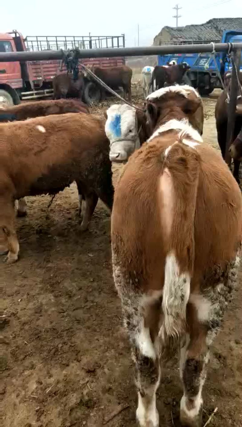 西门塔尔牛犊200~300kg