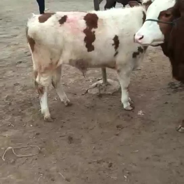 西门塔尔牛犊200~300kg