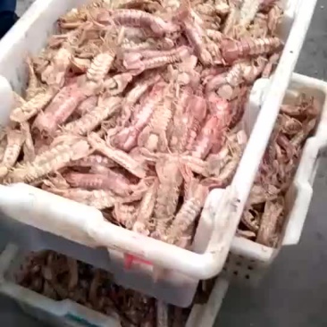 琵琶虾食用冻虾