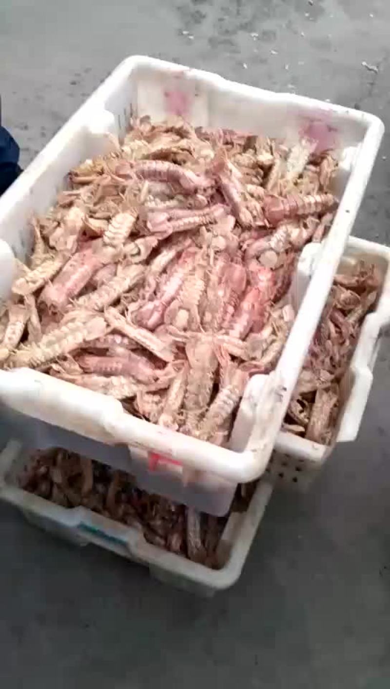 琵琶虾食用冻虾