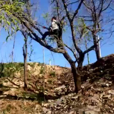 榆钱