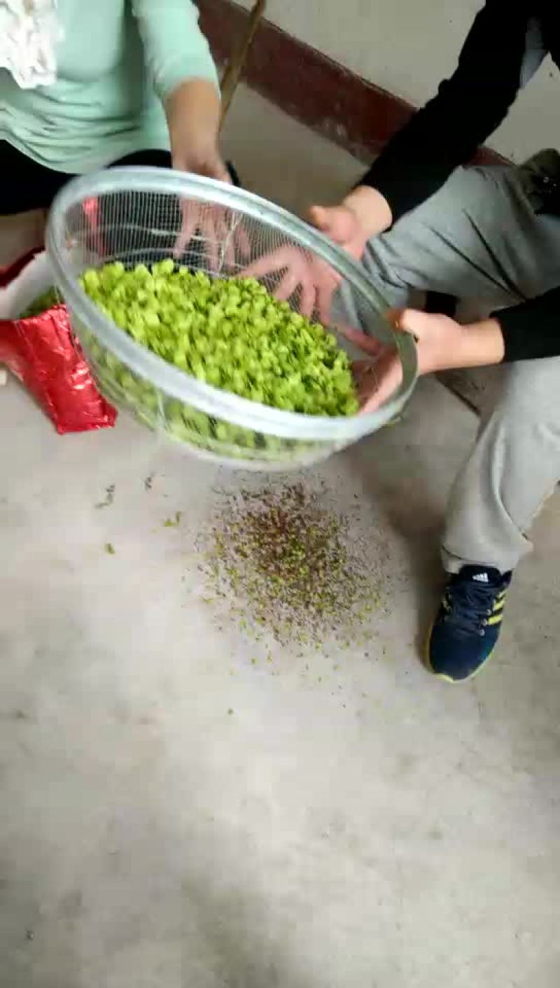 榆钱