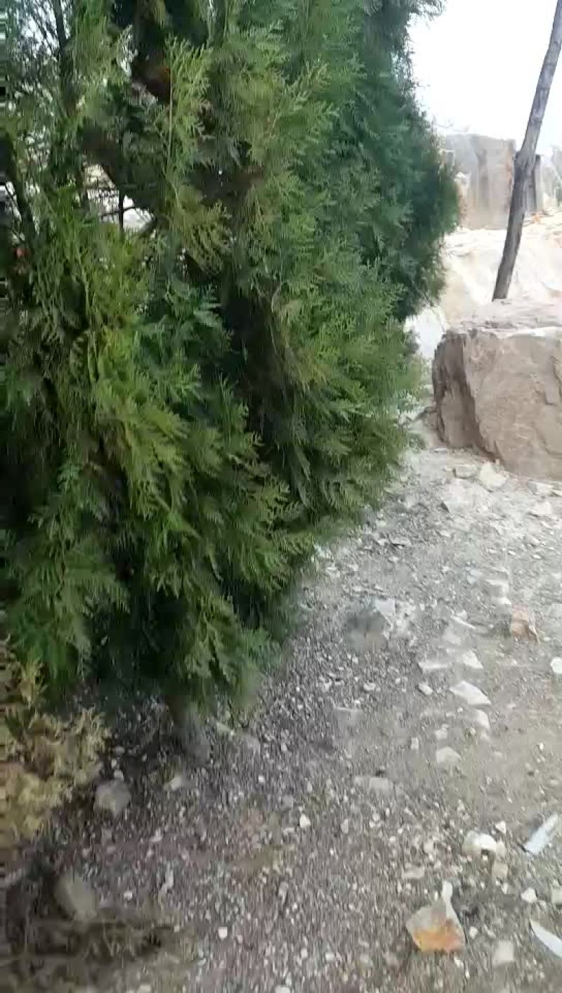 苏北土鸡12月以上