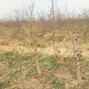 苹果树10~12cm10~12cm1.5~2米