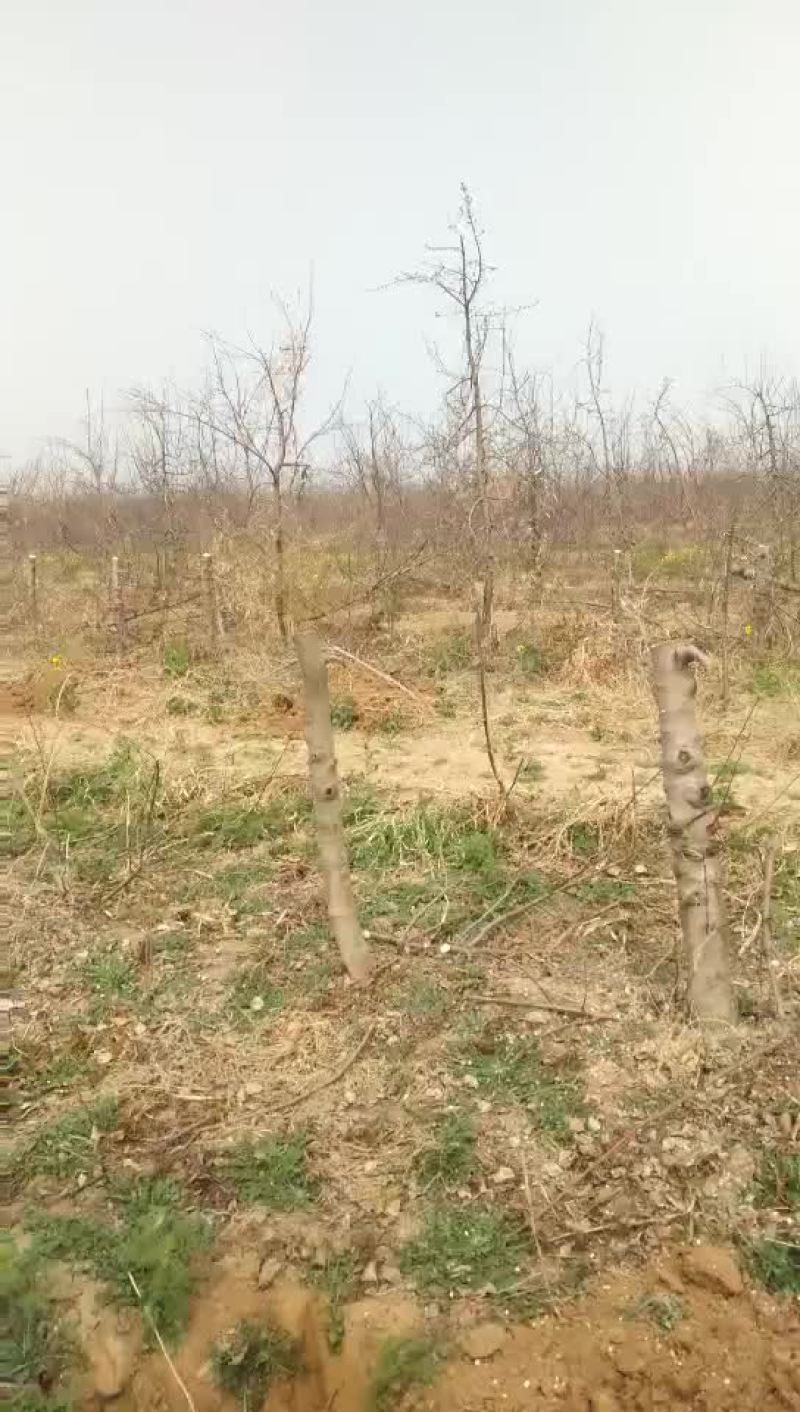 苹果树10~12cm10~12cm1.5~2米