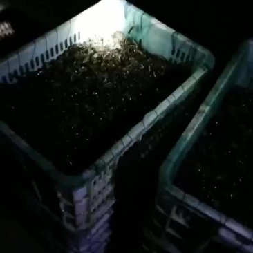 小龙虾小龙虾主养2-4钱（10-20克）活虾