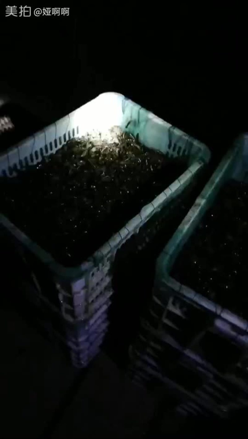 小龙虾小龙虾主养2-4钱（10-20克）活虾