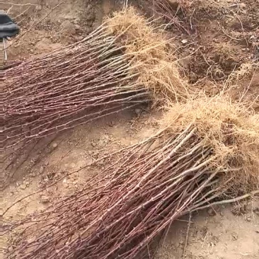 皂角树苗80~100cm各种规格的都有，凯源农林专业合