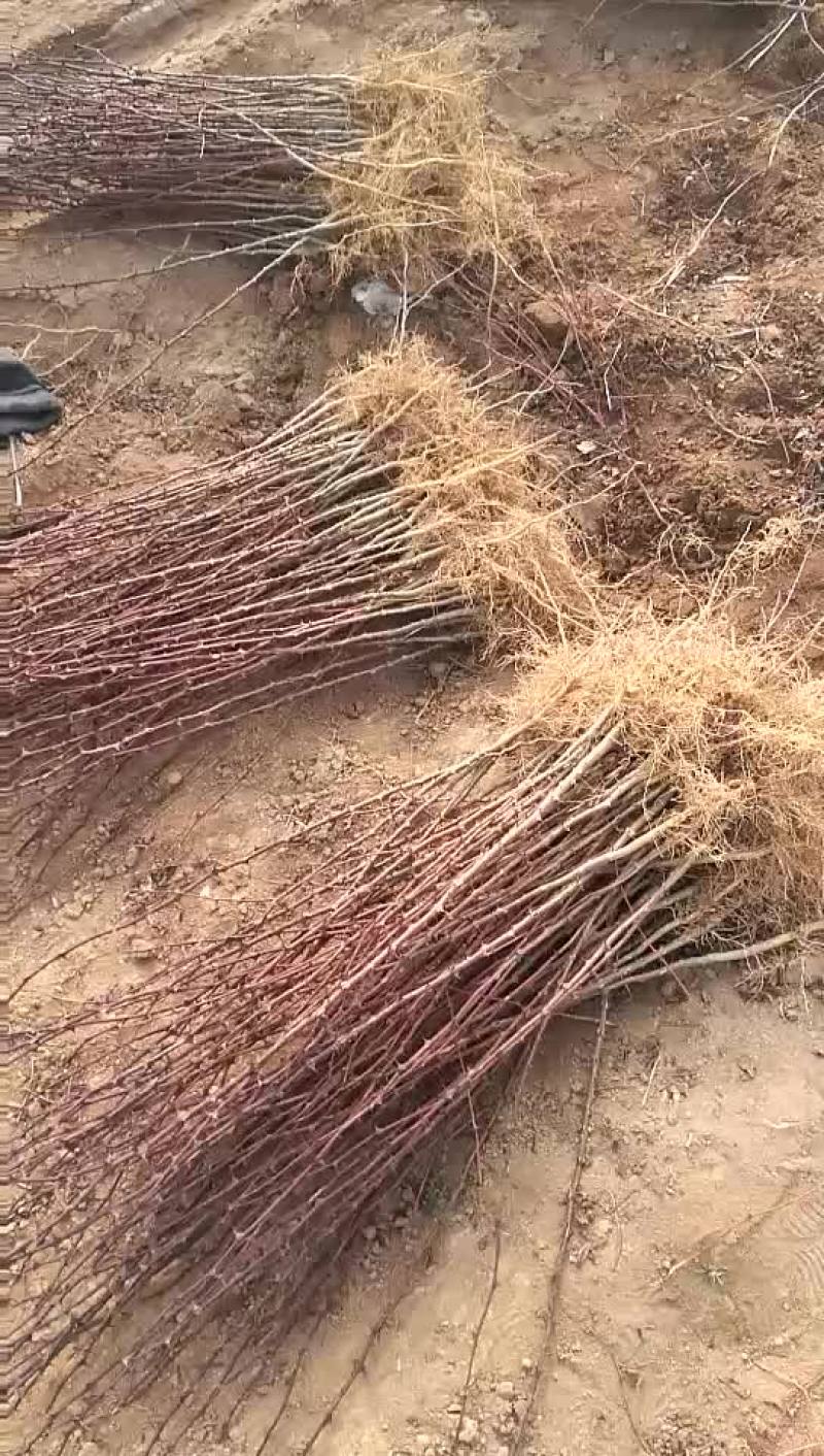 皂角树苗80~100cm各种规格的都有，凯源农林专业合