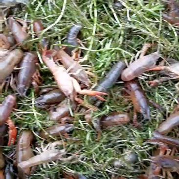 湖虾小龙虾主养2-4钱（10-20克）种苗活虾