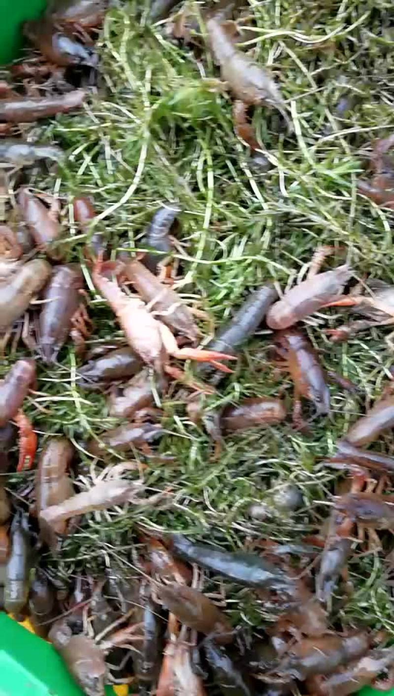 湖虾小龙虾主养2-4钱（10-20克）种苗活虾