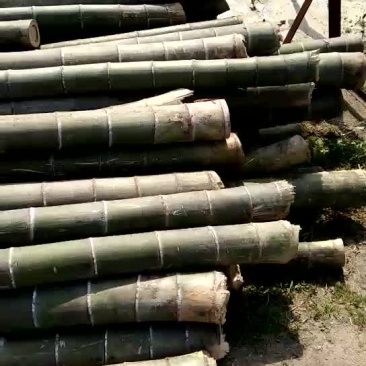 楠竹6cm以上6米以上