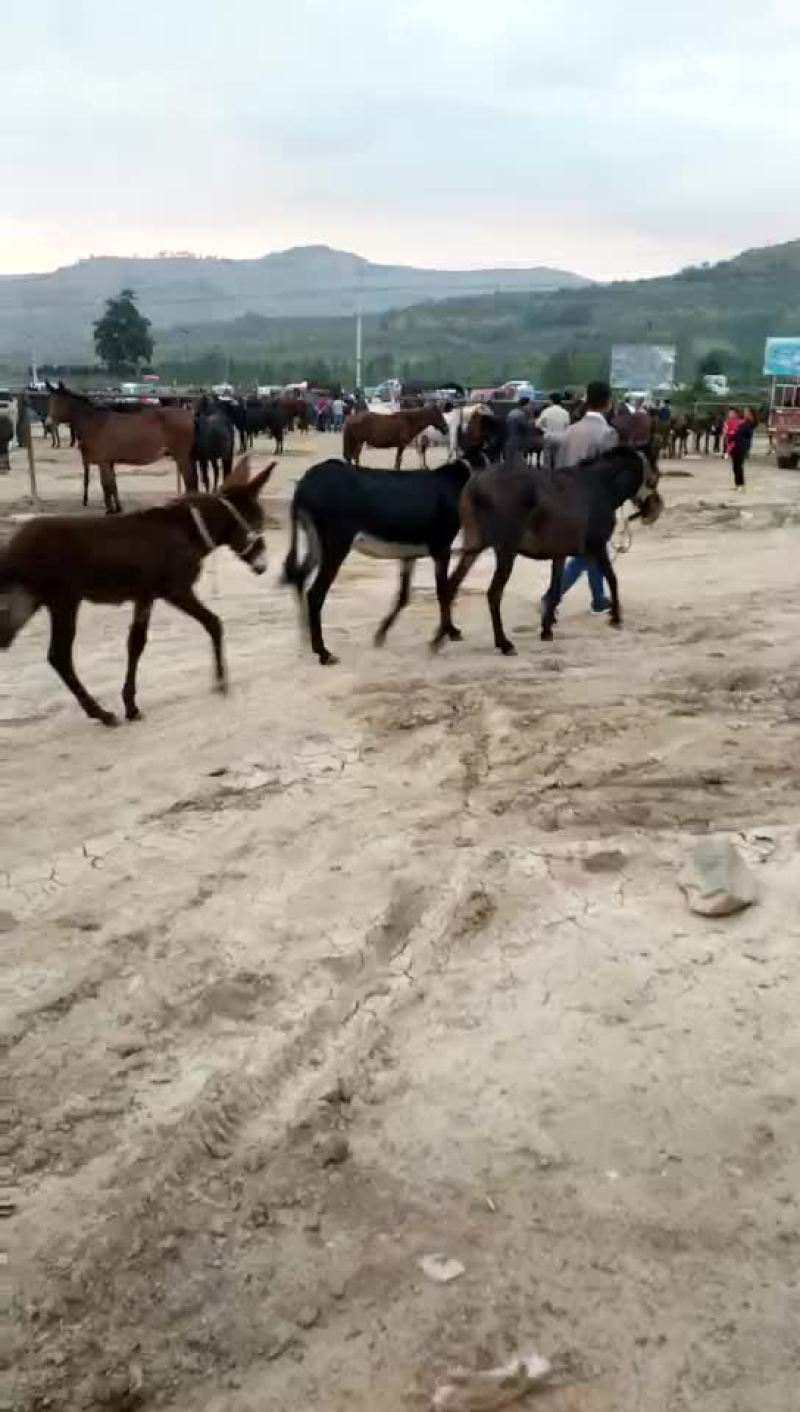 肉驴苗200斤