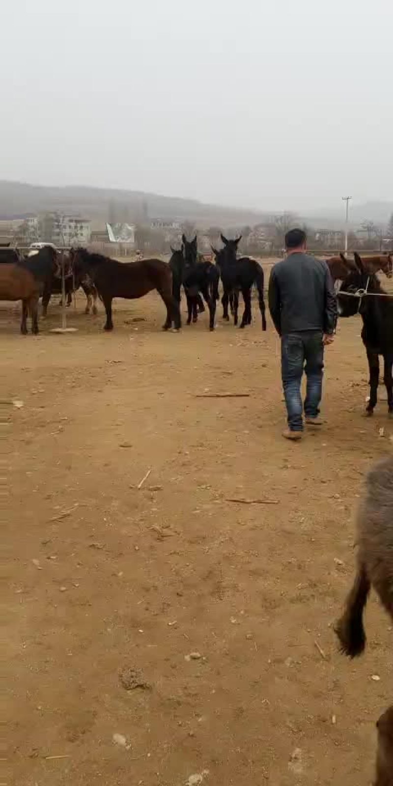 肉驴苗200斤