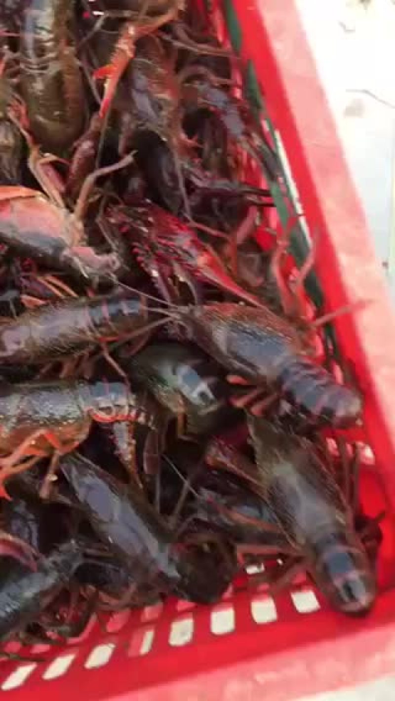 克氏原螯虾食用6-8钱（30-40克）活虾小龙虾主养