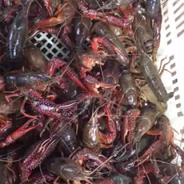 克氏原螯虾食用6-8钱（30-40克）活虾小龙虾主养