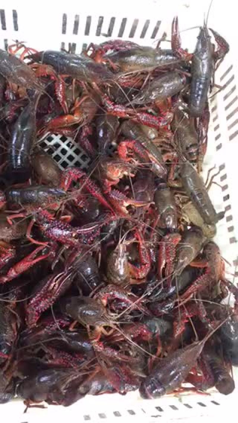 克氏原螯虾食用6-8钱（30-40克）活虾小龙虾主养