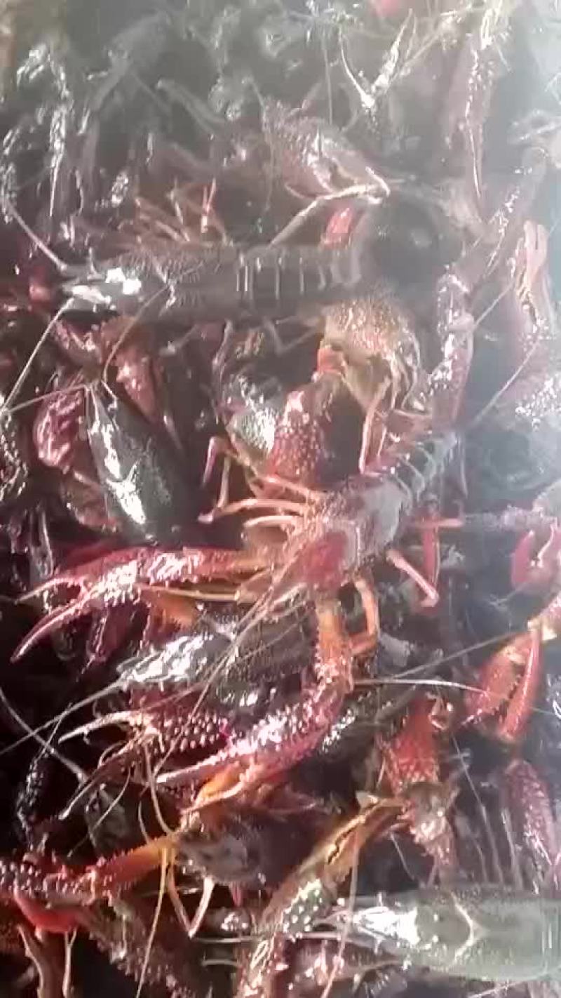 克氏原螯虾食用6-8钱（30-40克）活虾小龙虾主养