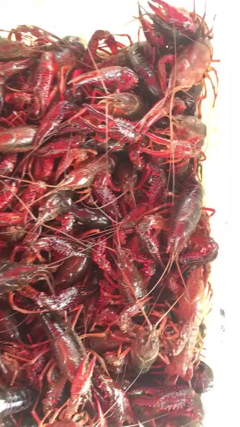 克氏原螯虾食用6-8钱（30-40克）活虾小龙虾主养