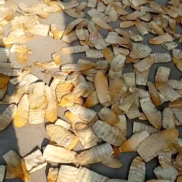 笋干淡笋干