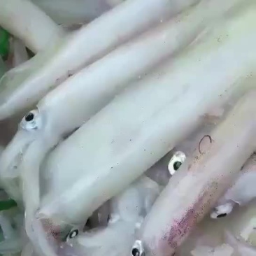鱿鱼食用冰冻
