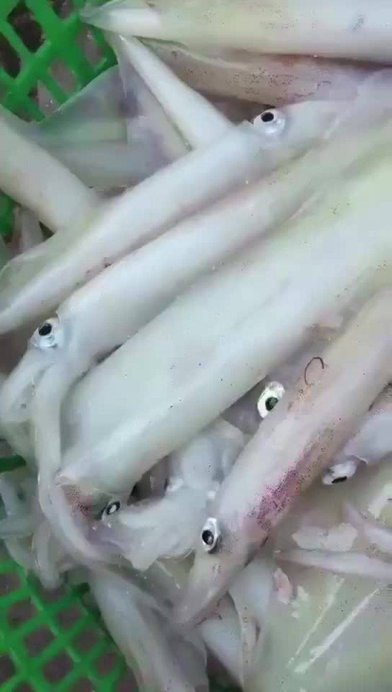 鱿鱼食用冰冻