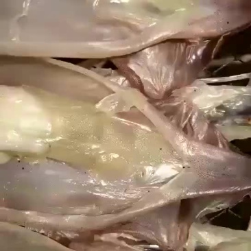 鱿鱼鱿鱼母干货
