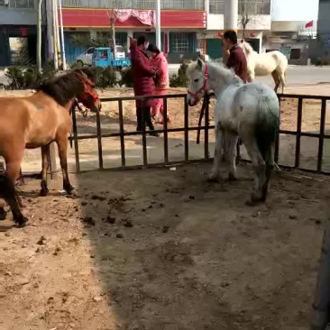 矮马200~300kg