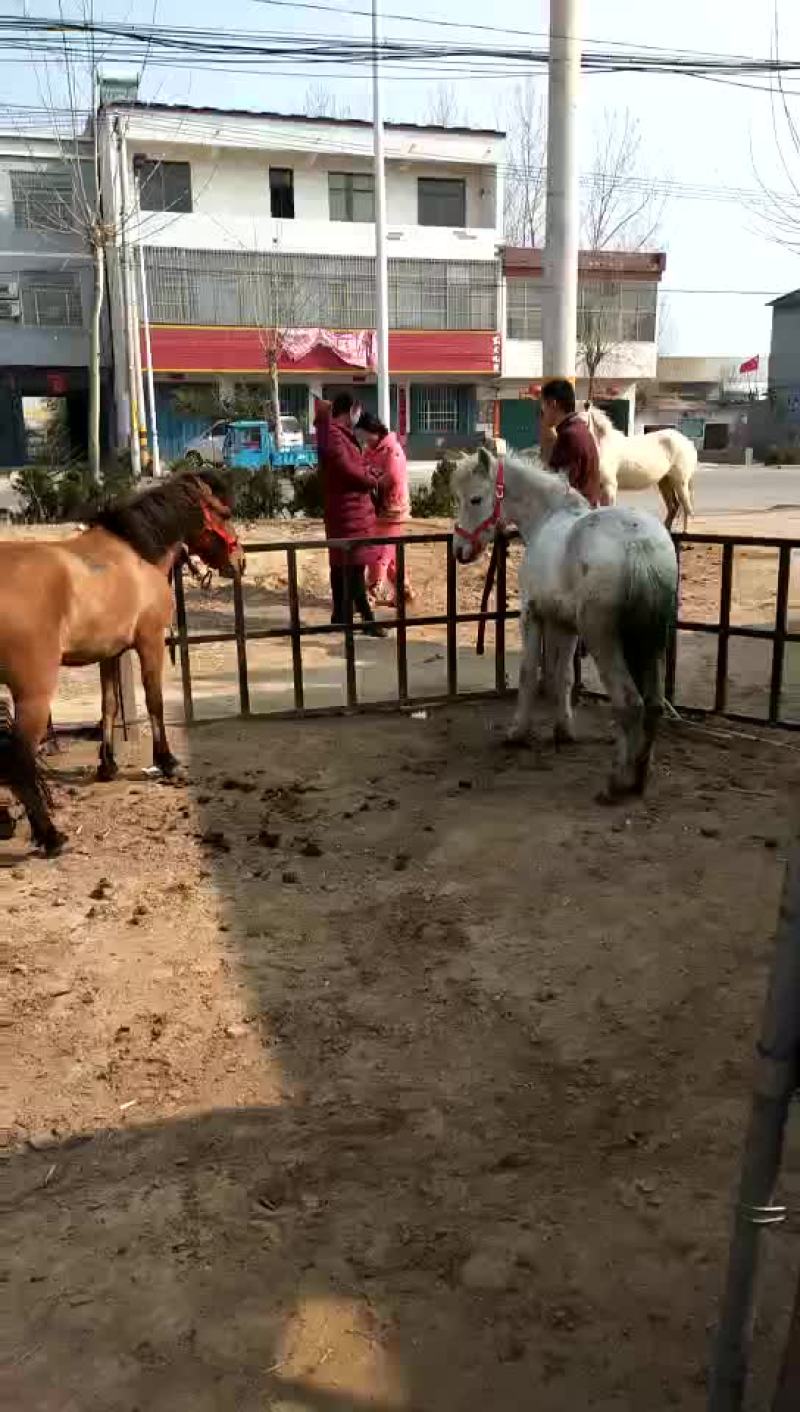 矮马200~300kg
