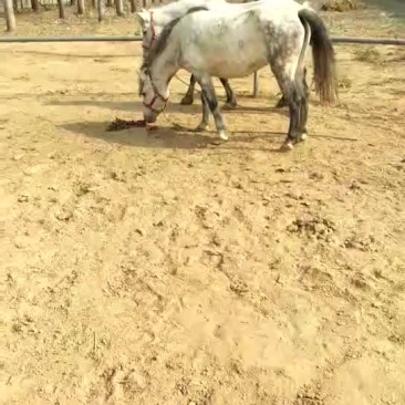矮马200~300kg