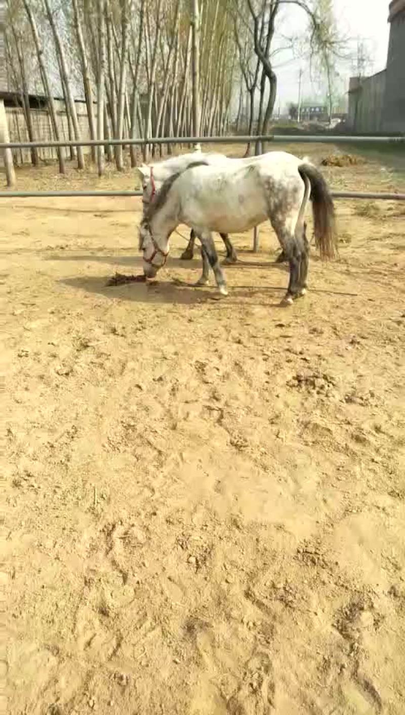 矮马200~300kg