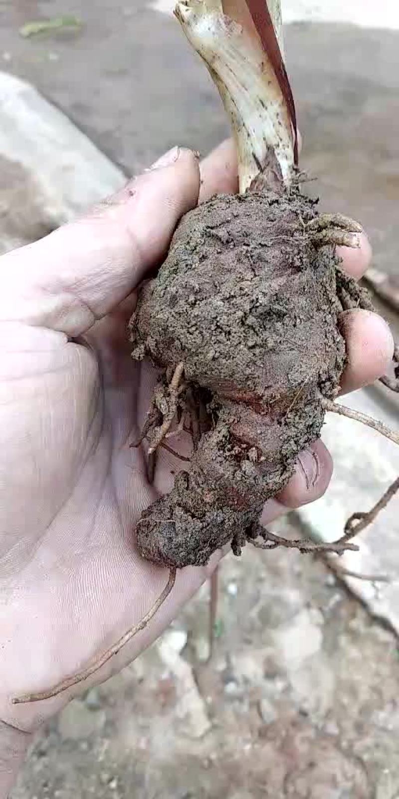 重楼统个鲜货