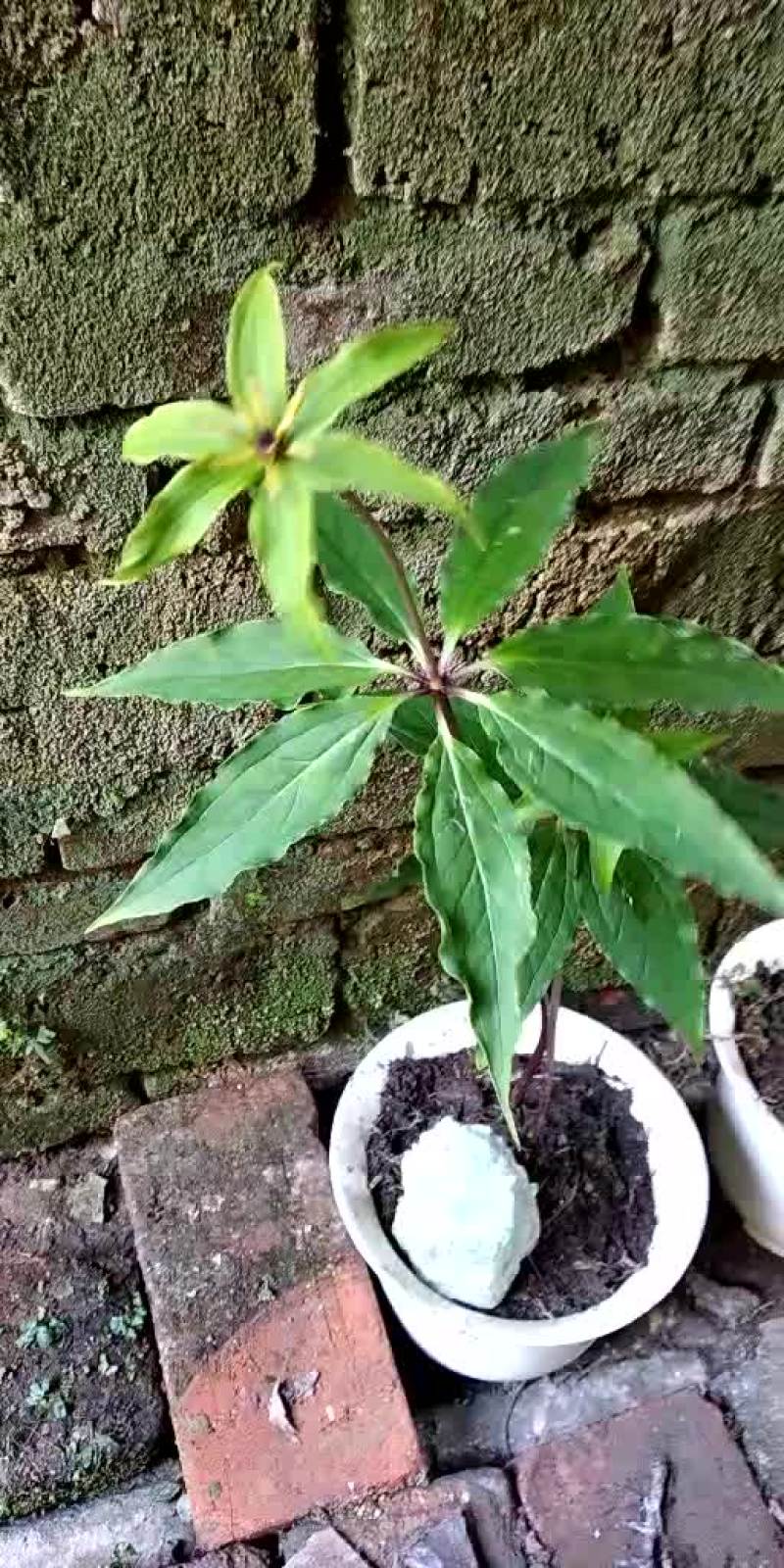 重楼统个鲜货
