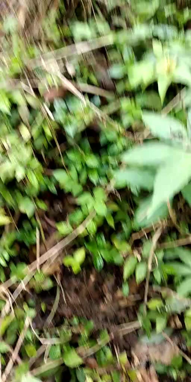 重楼统个鲜货