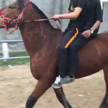 肉马400~500kg