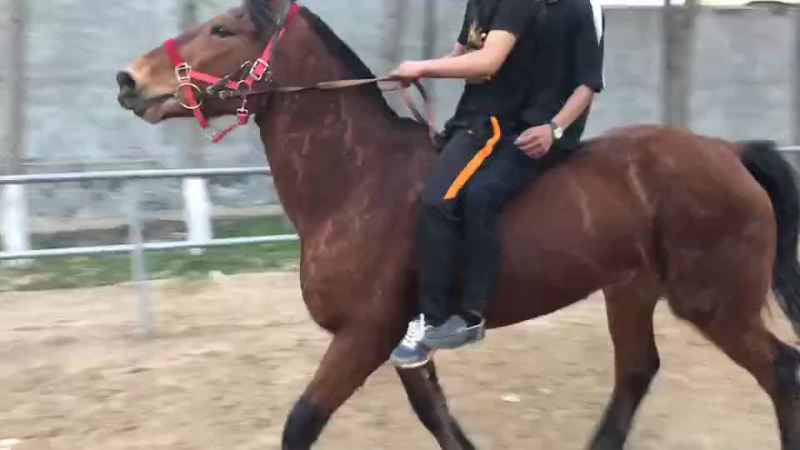 肉马400~500kg