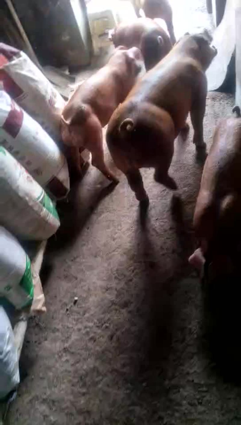 种猪25~35kg