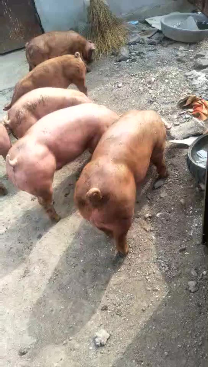 种猪25~35kg
