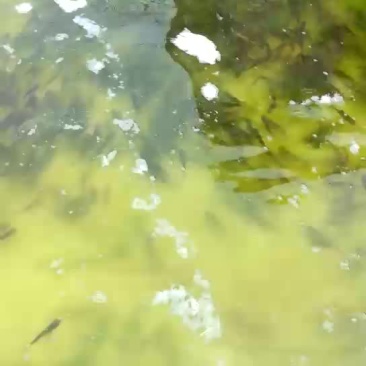 花白鲢花莲苗，一斤二十多尾