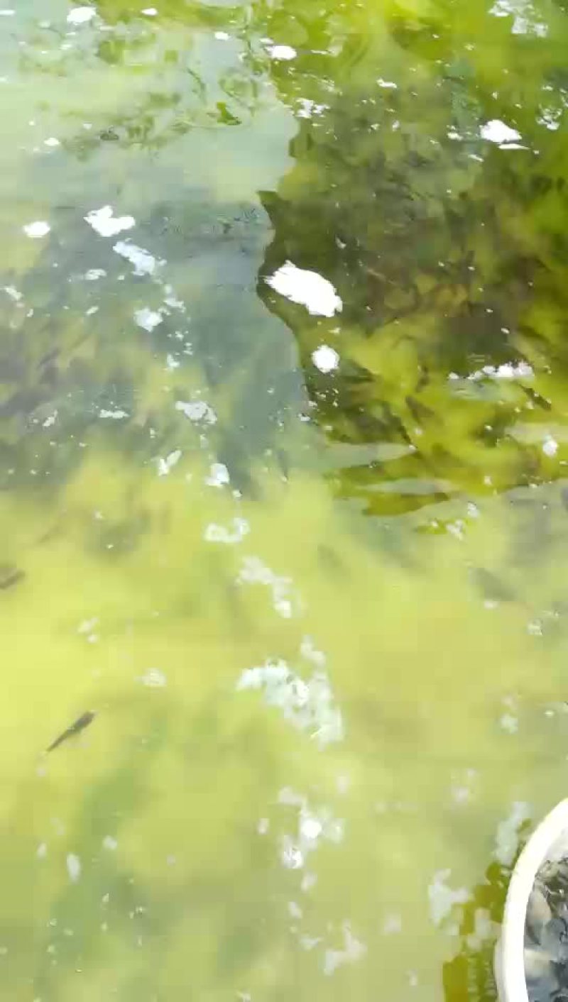 花白鲢花莲苗，一斤二十多尾