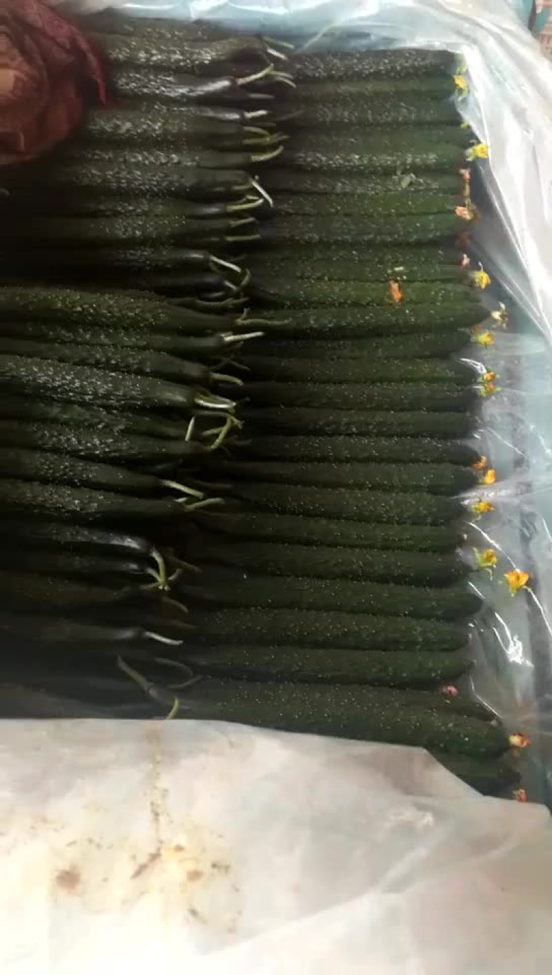 黄瓜鲜花带刺22~25公分