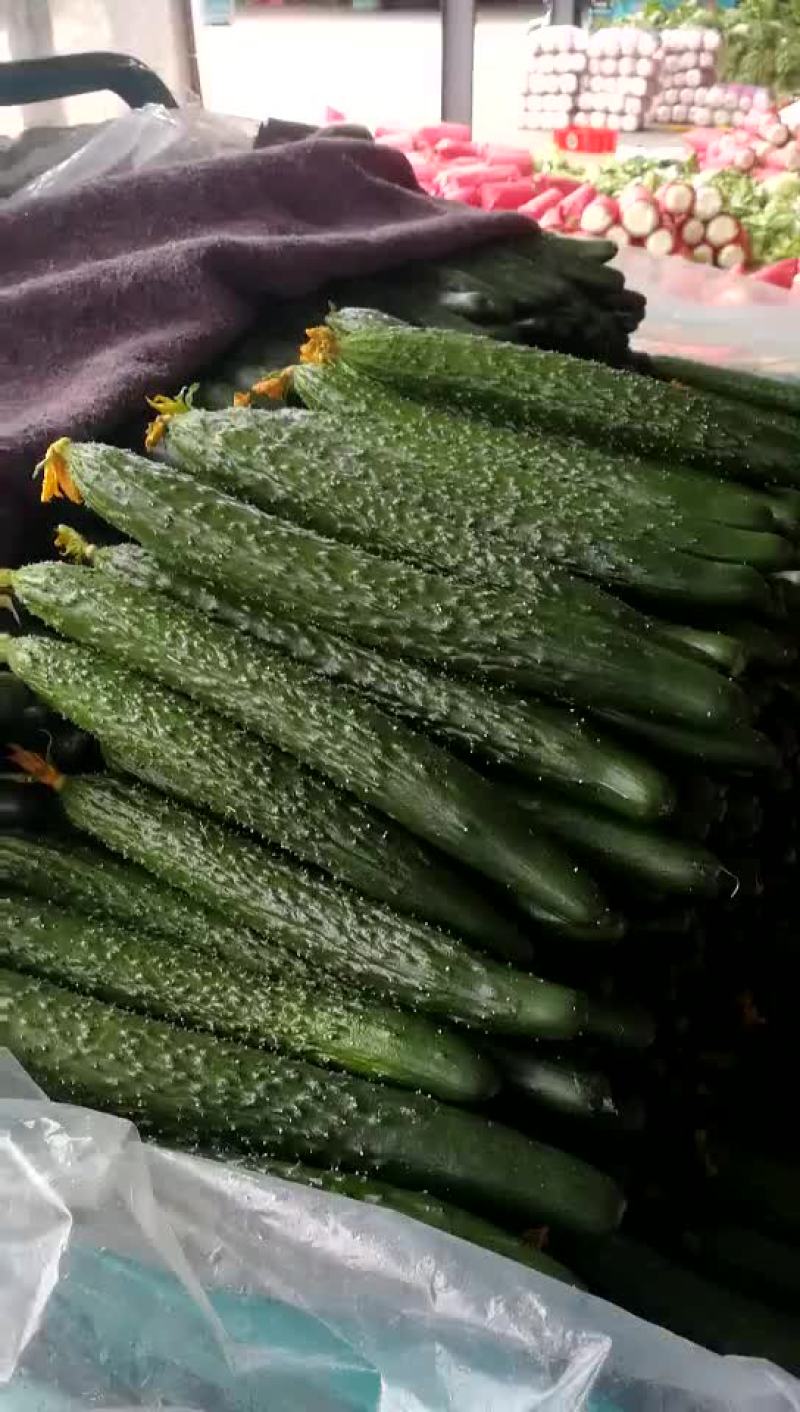 黄瓜鲜花带刺22~25公分
