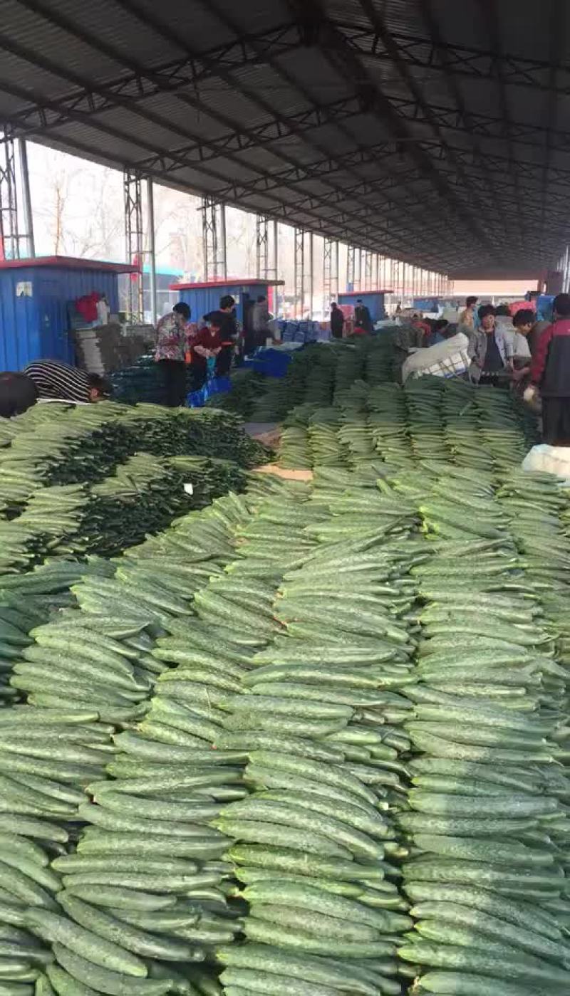 黄瓜鲜花带刺22~25公分