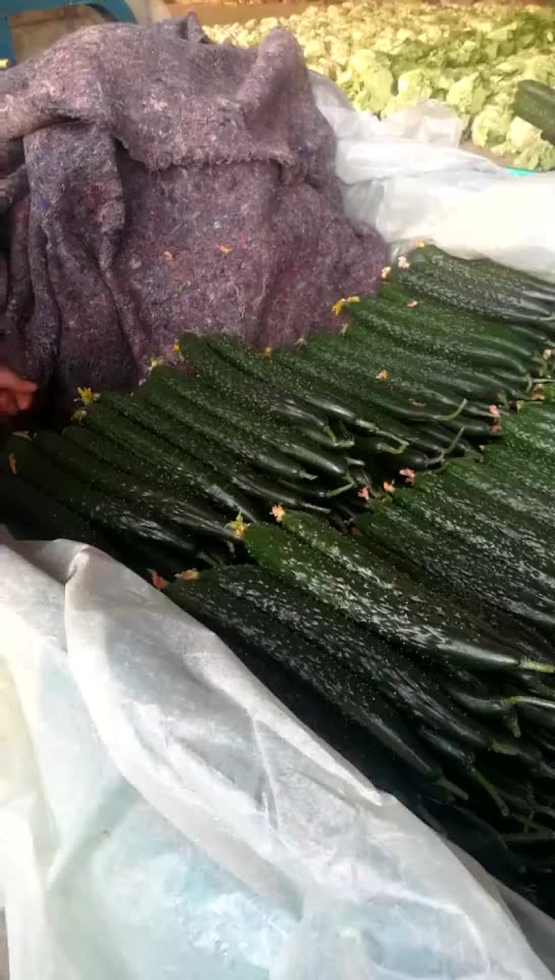 黄瓜鲜花带刺22~25公分