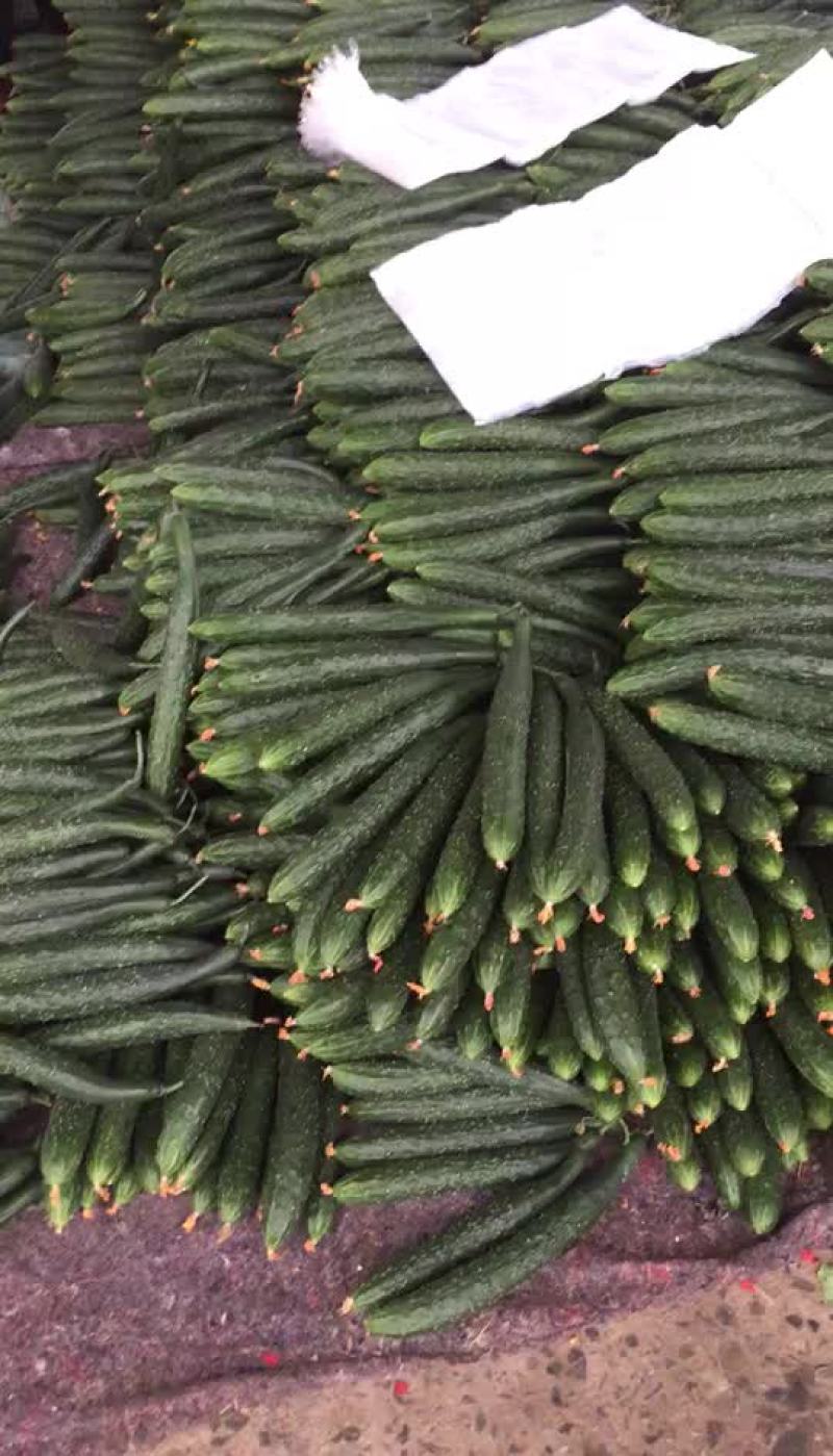 黄瓜鲜花带刺22~25公分