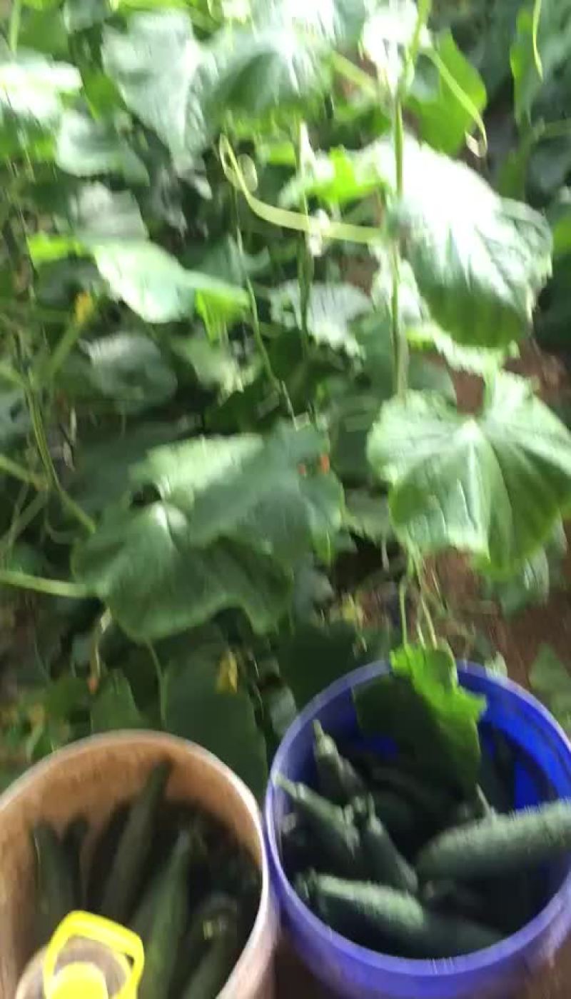 黄瓜鲜花带刺22~25公分