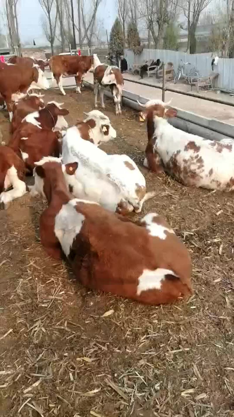 西门塔尔牛犊品种肉牛