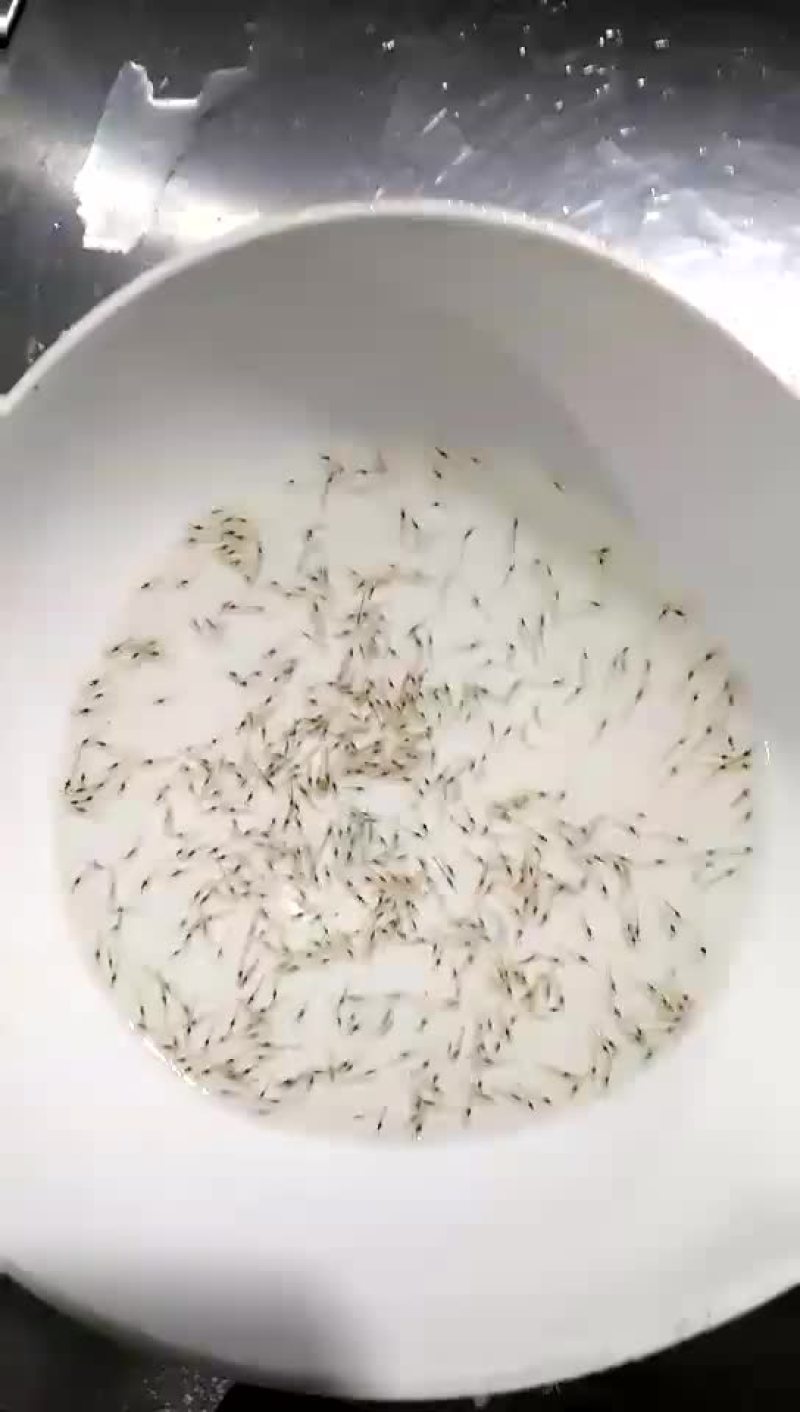 虾苗人工养殖种苗